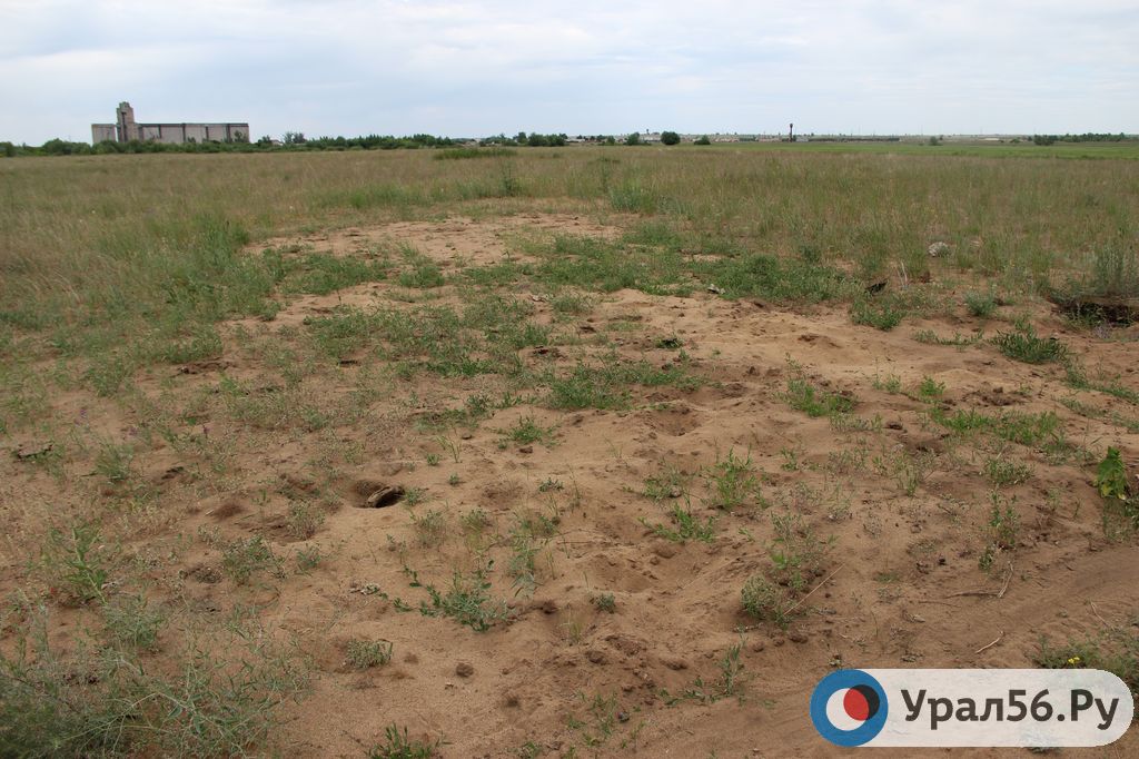 На территории Оренбургской области. Фото из архива
