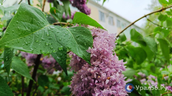 Дождь и ветер: Какая погода ждет жителей Оренбургской области в выходные?