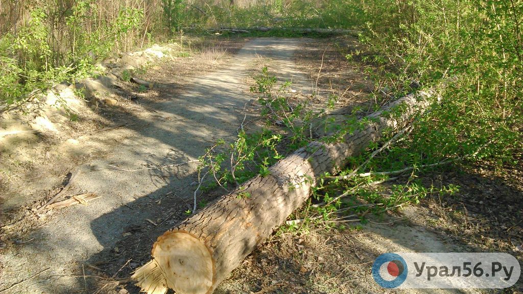 В Орске возбудили уголовное дело за вырубку десятков кленов в Зауральной роще