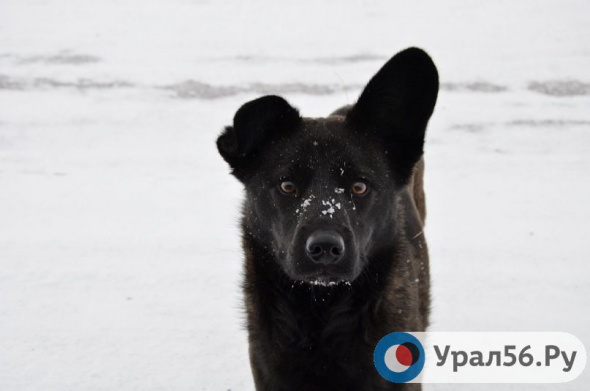 В Оренбургской области количество бездомных собак не превышает 22 тысяч