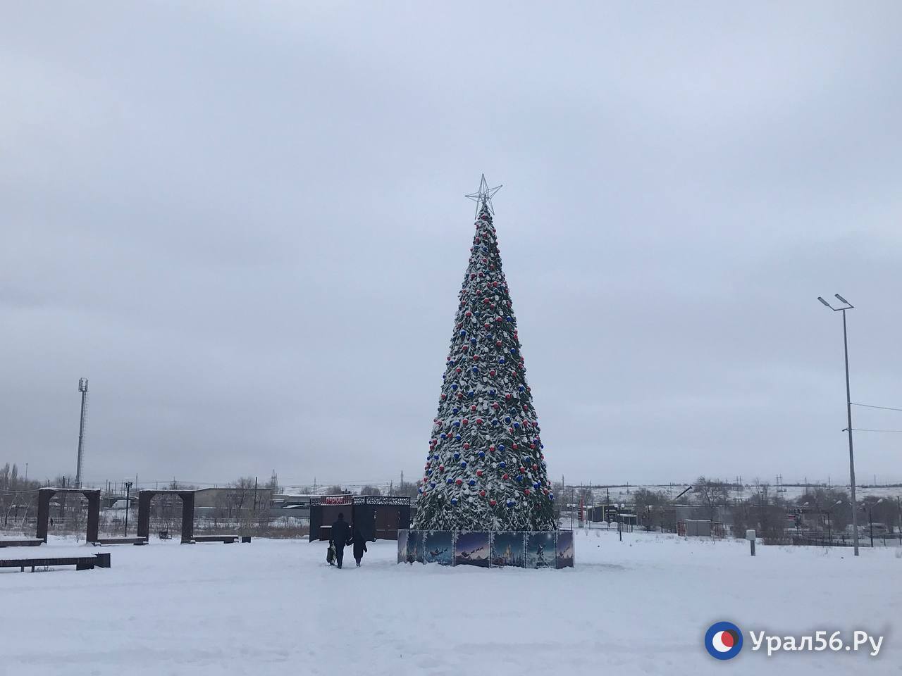 Ель возле спортшколы «Надежда»
