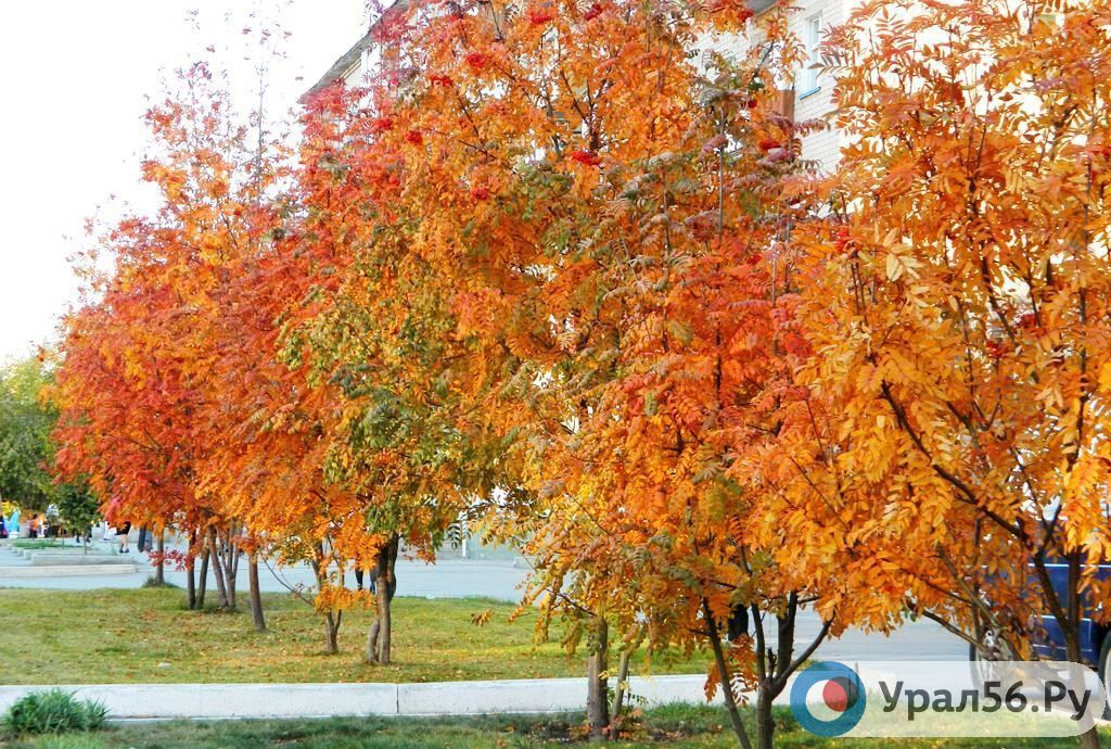 🍁 В Оренбургскую область пришла осень: до +25°С днем, до +5°С ночью 