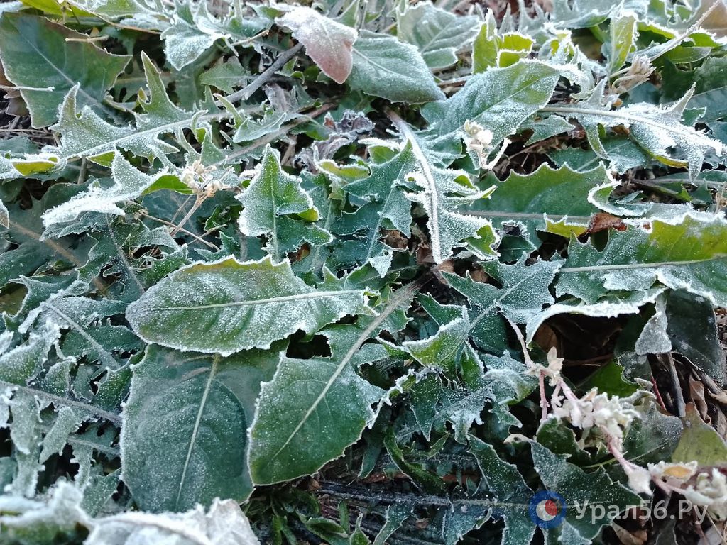 Еще зеленая трава после ночного мороза