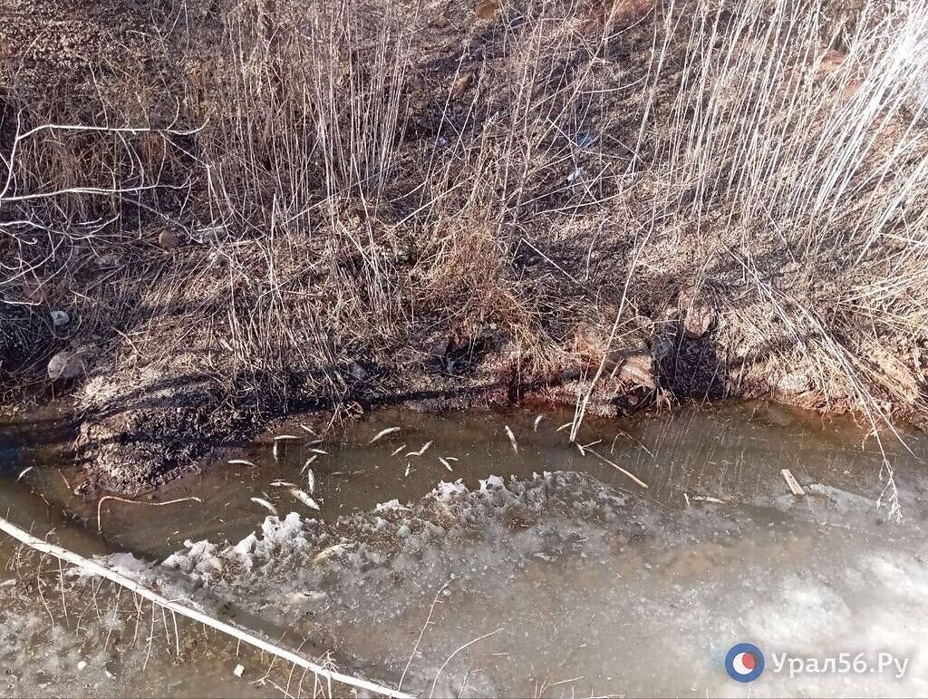 Водоем на территории тропы здоровья. Источник: Подписчица Урал56.Ру