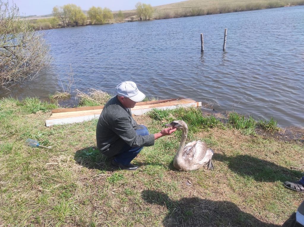 Спасенный лебедь из Абдулино и Владимир Павлов, у которого птица проживала более 4-х месяцев. Фото: личная страница Зили Зариповой ВКонтакте
