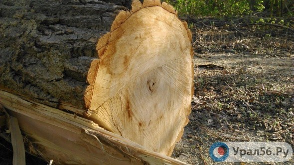 Незаконная вырубка деревьев в Оренбурге: прокуратура будет судиться с администрацией