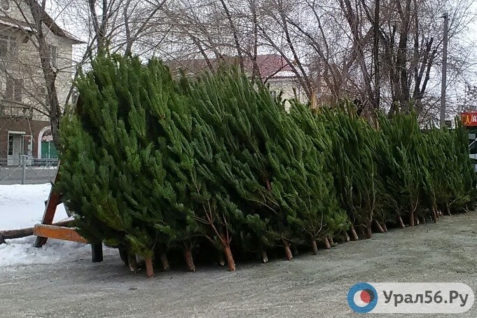 Елочный базар в Орске, 14.12.2018