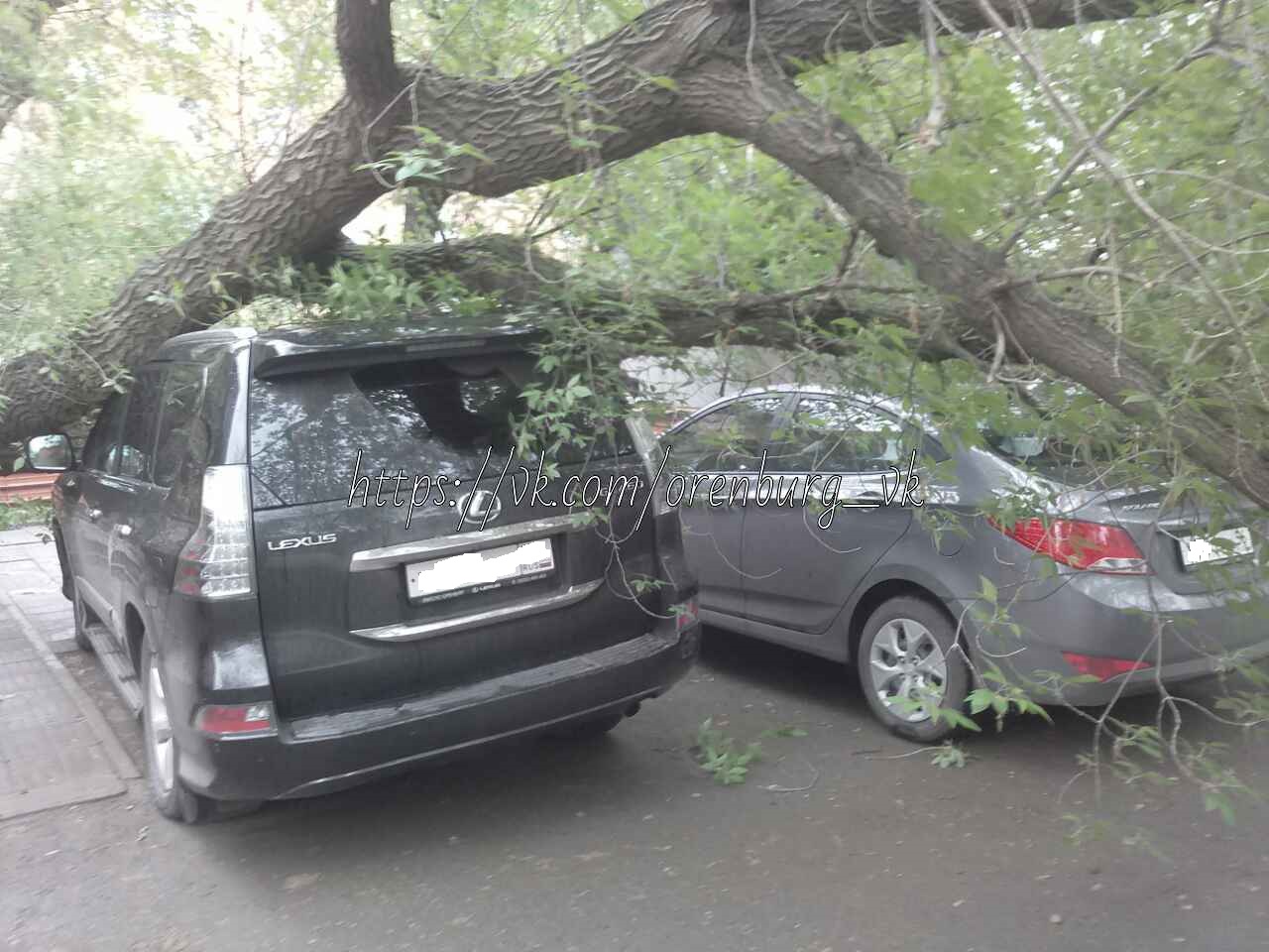 В Оренбурге дерево упало на несколько автомобилей