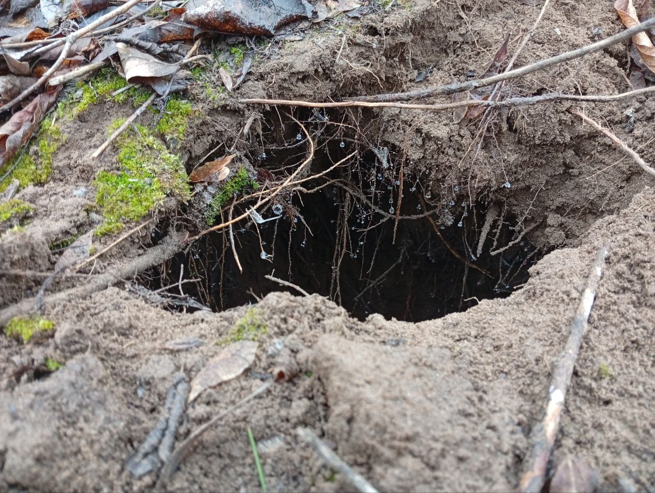 Нора бобров. Фото нацпарка «Бузулукский бор»
