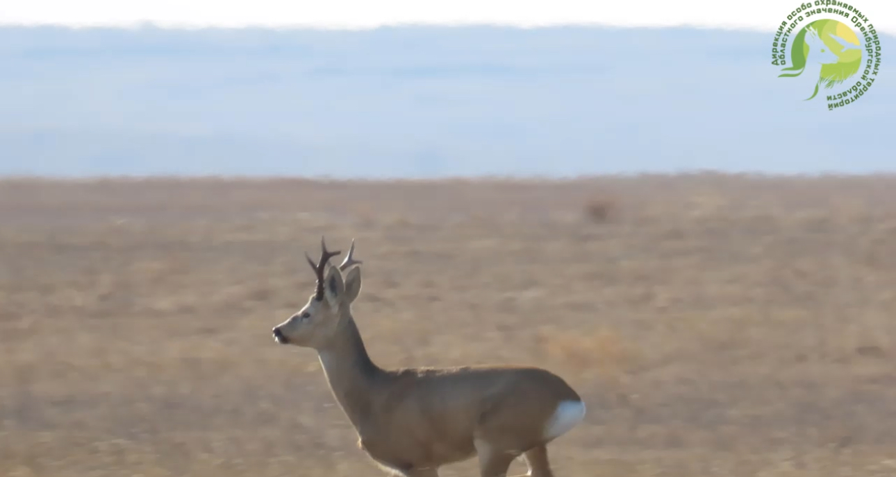 Косуля бежит. Стоп-кадр из видео Дирекция ООПТ