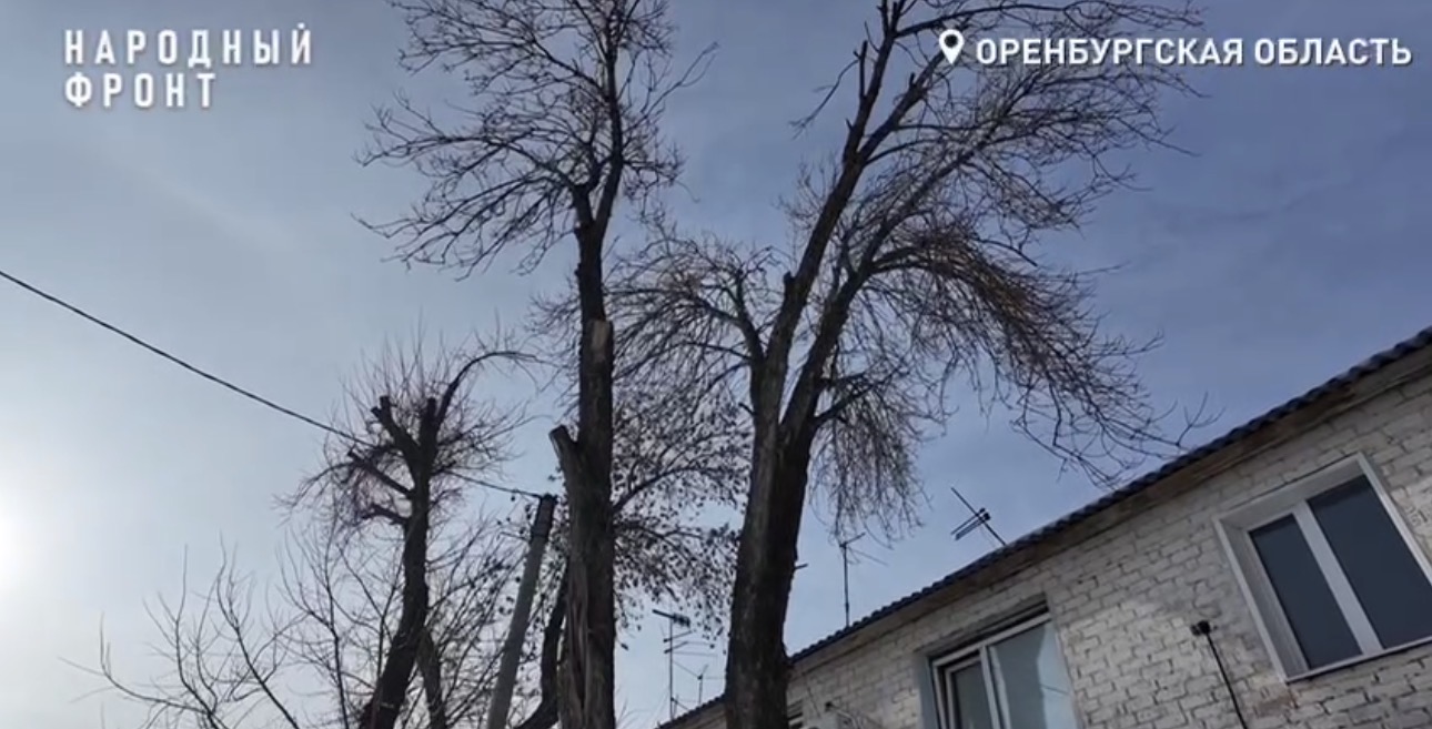 Аварийные деревья. Стоп-кадр из видео «Народного фронта»