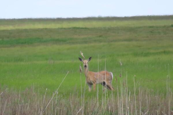 Косуля. Источник: Дирекция ООПТ Оренбургской области