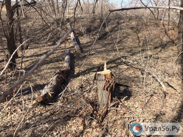 Из-за незаконной вырубки деревьев в парке Строителей Орска возбуждено уголовное дело