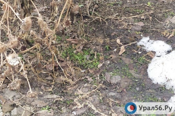 В Орске в феврале начала зеленеть трава