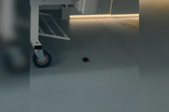 В палату новой инфекционки Оренбурга попала летучая мышь. Выясняются обстоятельства (видео)