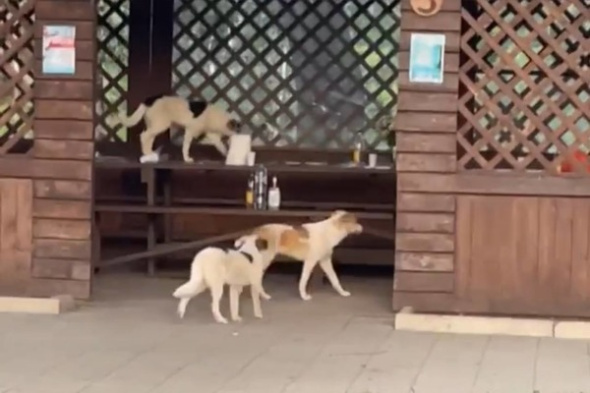 Голодные собаки добрались до базы отдыха в Оренбурге