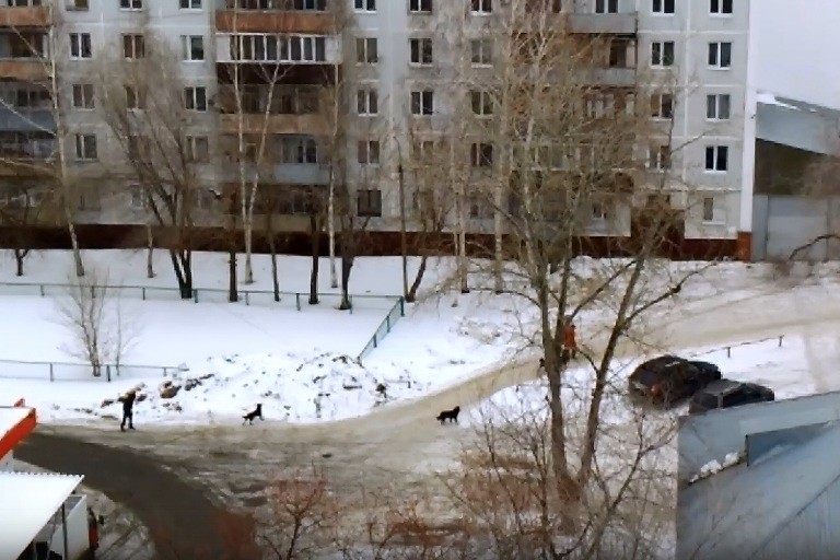 В Оренбурге стаи бродячих собак пугают и гоняют прохожих