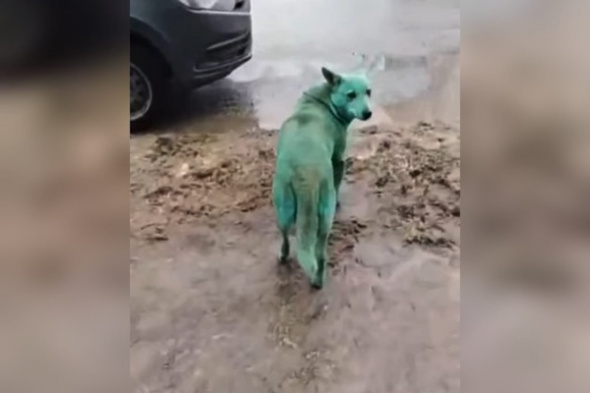Собака Баскервилей и космические псы: в Волгограде заметили собак с зеленой шерстью (видео)