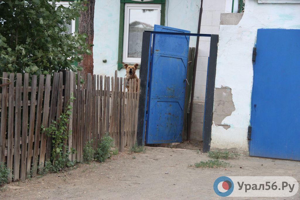 Недружелюбная собака в Орске до сих пор находится в «незаконном» палисаднике