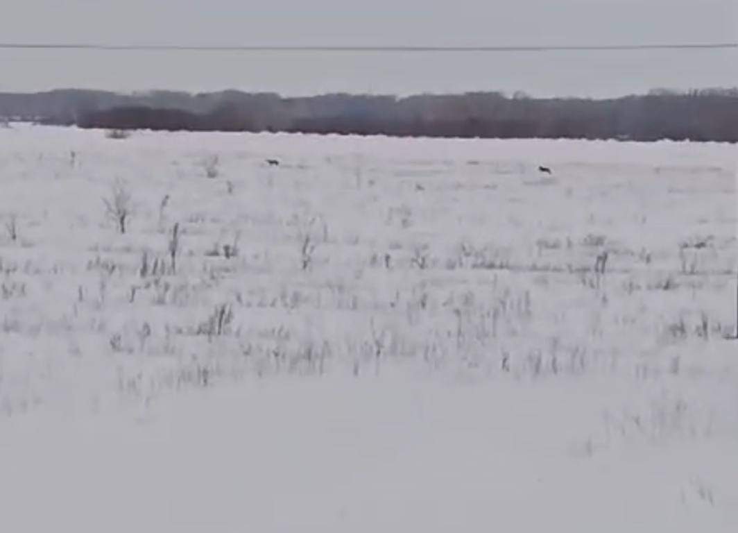 Волки в поле под Оренбургом. Скриншот видео