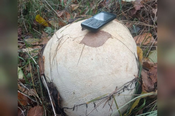 В «Бузулукском бору» вырастили гигантский гриб дождевик