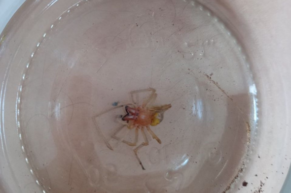 В Орске жители начали встречать ядовитых желтосумных колющих пауков