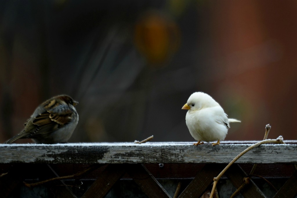 Белый воробей в Оренбурге, фото: Сергей Жданов