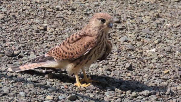 Обыкновенная пустельга. Источник: Дирекция ООПТ Оренбургской области