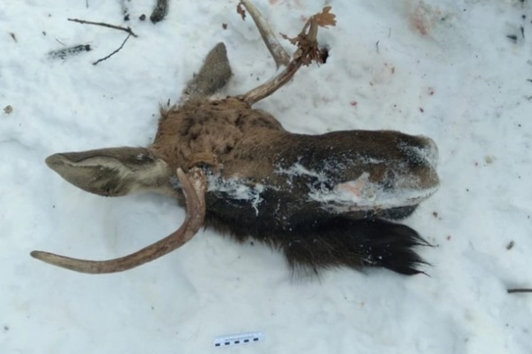 В Оренбургской области незаконно застрелили лося, причинив ущерб государству в 80 000 рублей