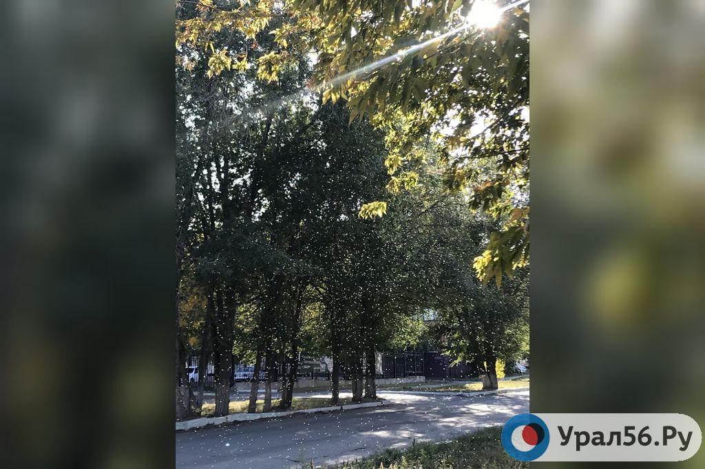 Рой мошек в Орске