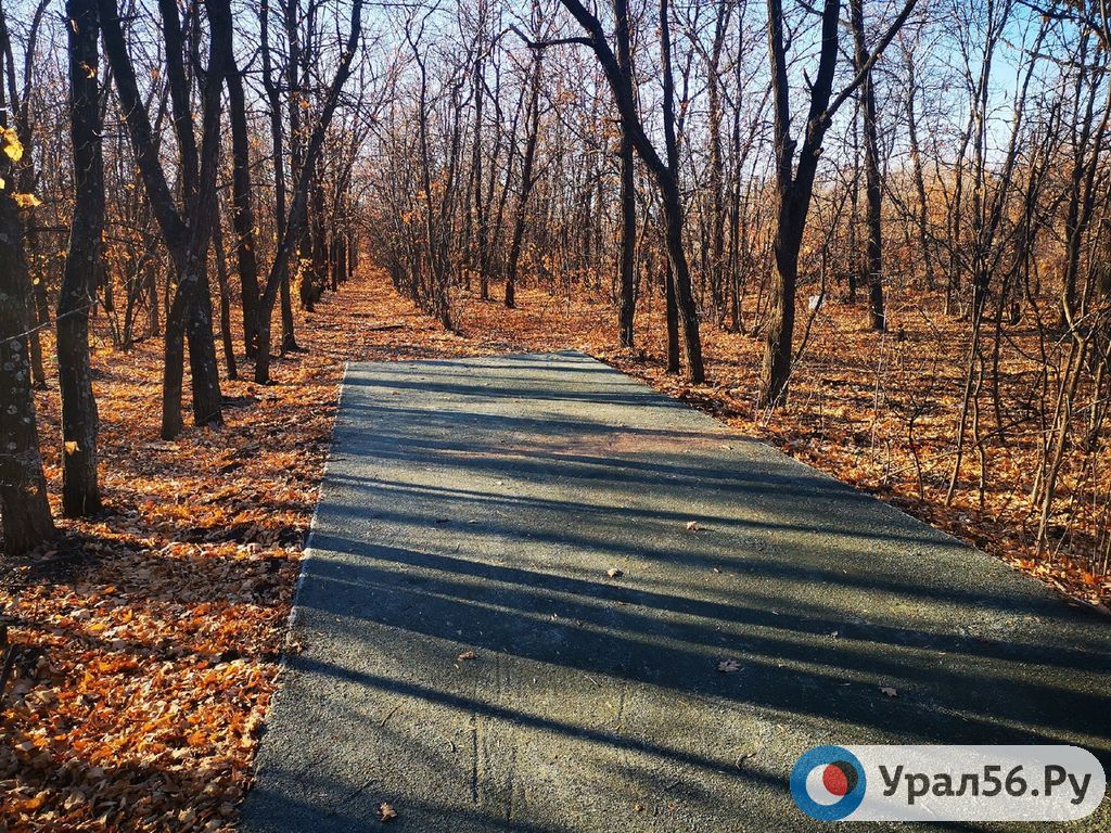 Лесопарковая зона на ул. Березка, Оренбург. Фото из архива, 2021 год