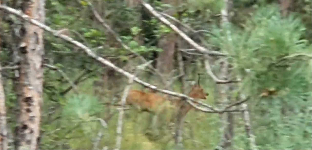 Скриншот с видео, на котором самец косули исполняет брачный танец