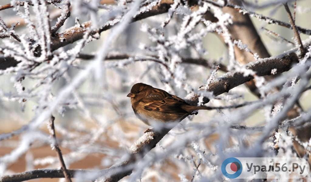 Небольшой снег ожидается в Оренбургской области на этой неделе