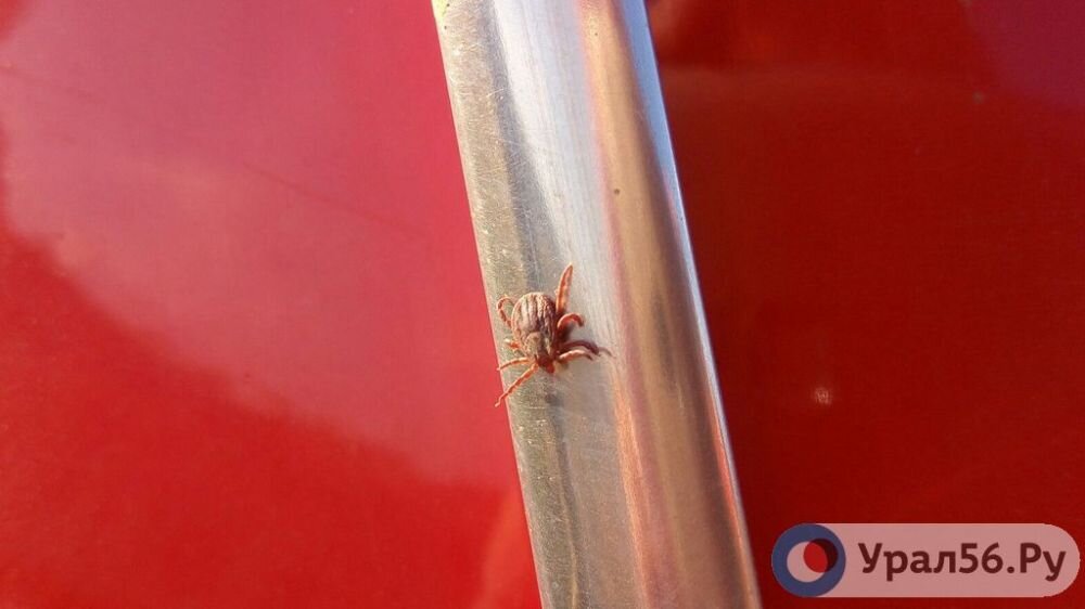 Клещ, фото: архив