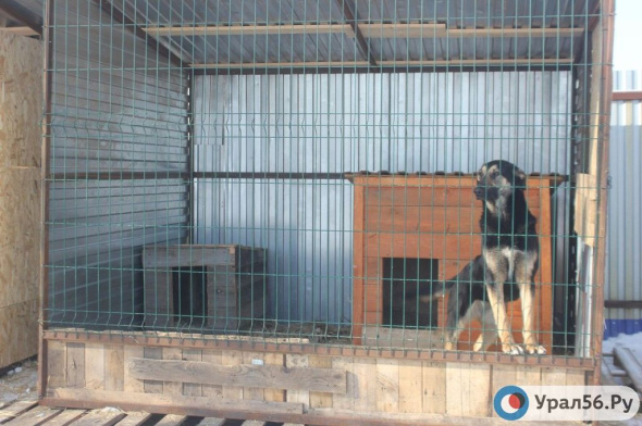 64 собаки из возможных 199 отловили в Оренбурге с января 2024 года