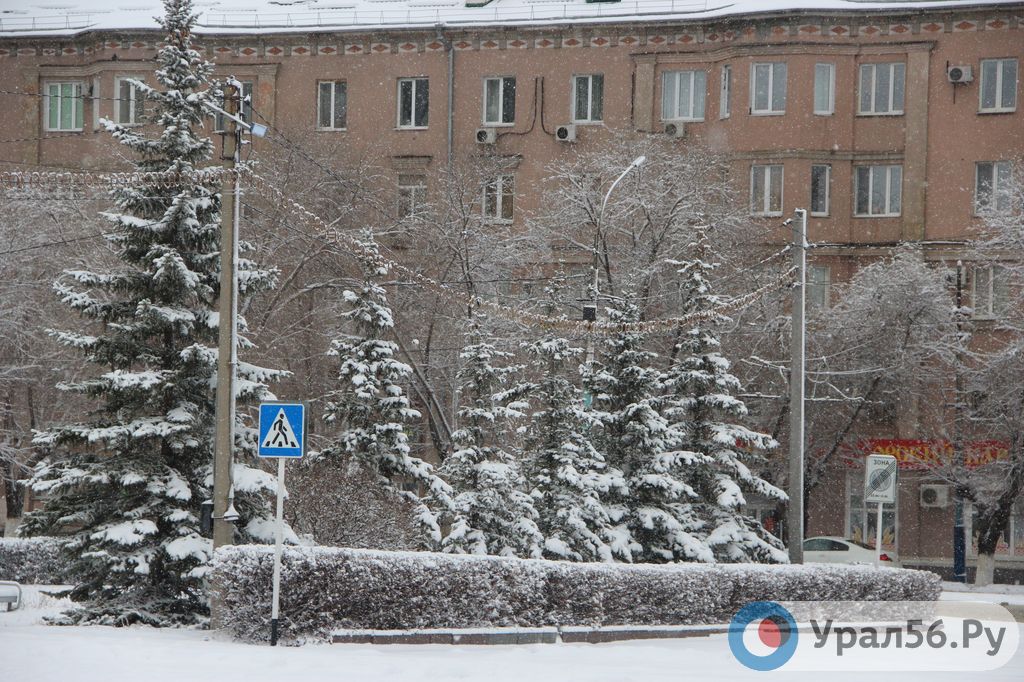 Ели после снегопада, фото из архива