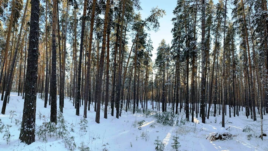 Бузулукский бор. Фото: Национальной парк «Бузулукский бор»