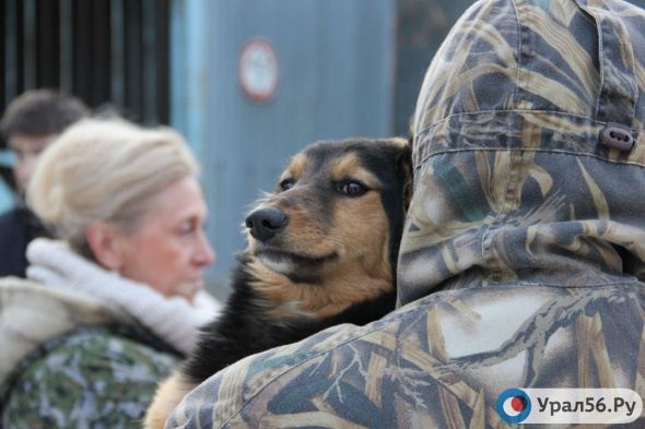 Нетрезвый мужчина в Оренбургской области выбросил собаку со 2 этажа. Теперь он может лишиться свободы на 3 года 