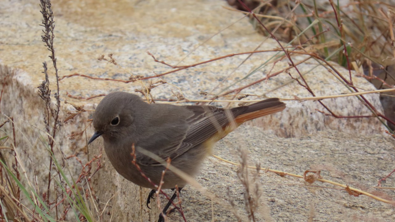Горихвостка обыкновенная в биологическом заказнике «Светлинский». Источник: Дирекция особо охраняемых природных территорий областного значения 