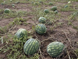 арбузный праздник в соль илецке 2021. Смотреть фото арбузный праздник в соль илецке 2021. Смотреть картинку арбузный праздник в соль илецке 2021. Картинка про арбузный праздник в соль илецке 2021. Фото арбузный праздник в соль илецке 2021