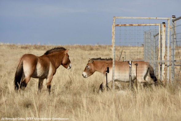 В Оренбургском заповеднике лошадь Пржевальского Бася создала свой «гарем» из жеребцов