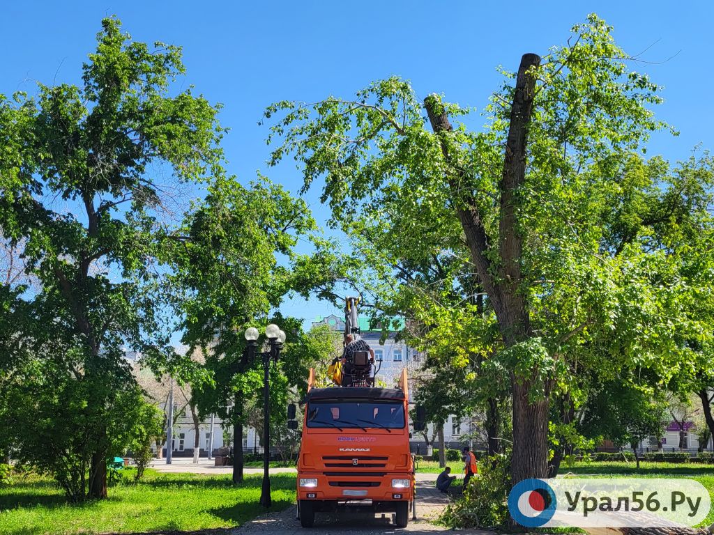В Оренбурге без документов и ограждений спиливают деревья в сквере у Дома Советов