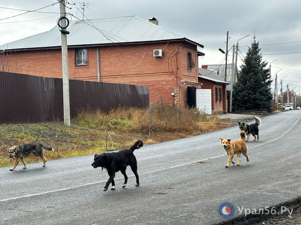 Собаки города Оренбурга
