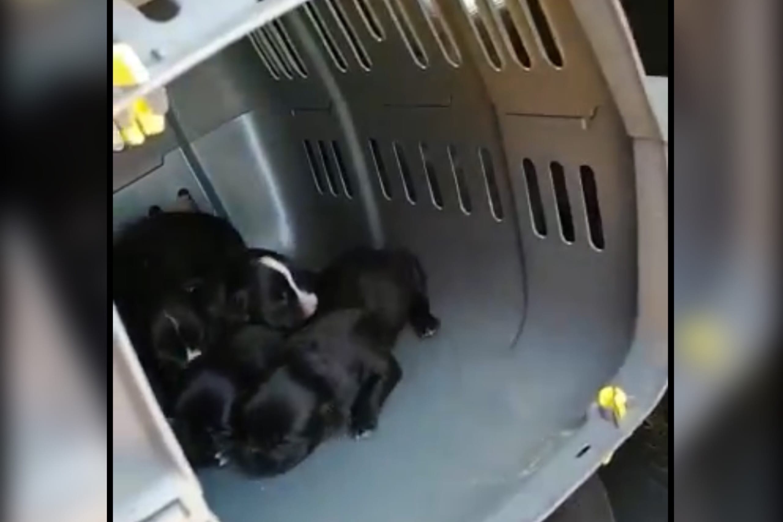 В Оренбурге полиция проводит проверку по факту жестокого обращения с животными. Убитую собаку и полуживых щенят в мешке выбросили на берег Сакмары