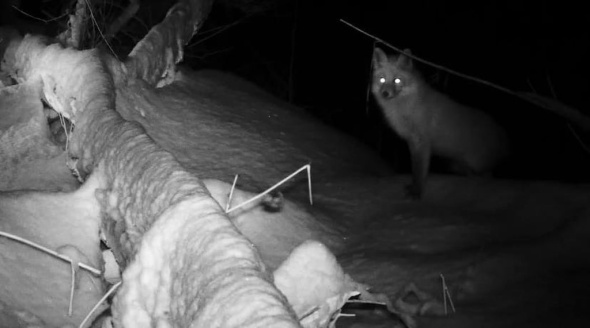 В фотоловушку «Бузулукского бора» после ночной охоты попала лиса (видео)