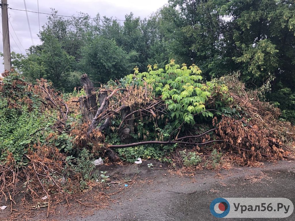 Свалка спиленных веток. Орск, 25.06.2020