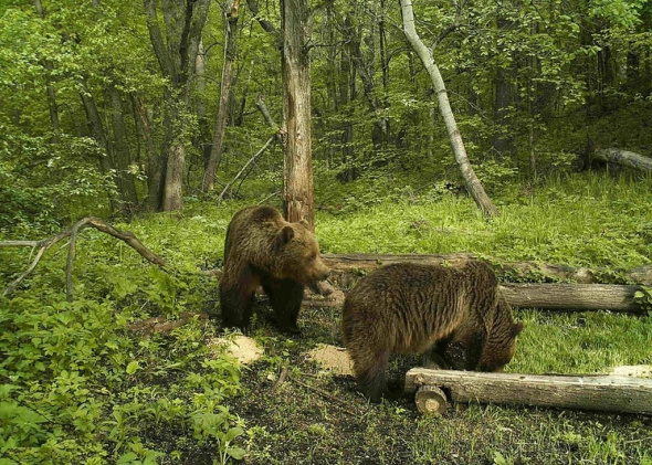 13 декабря в России отмечается День медведя — символа России