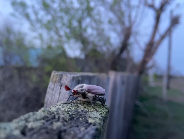 Майские жуки в Бузулукском бору устроили массовый лет. Видео 