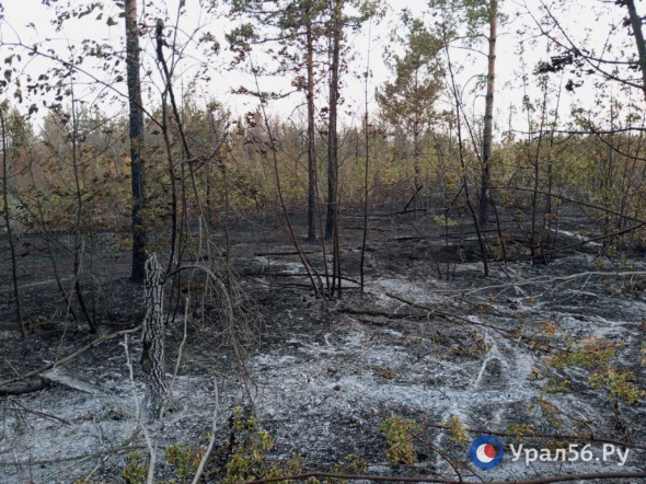 Два дня и две ночи: Пожар в экопарке «Качкарский Мар» в Оренбурге полностью ликвидирован
