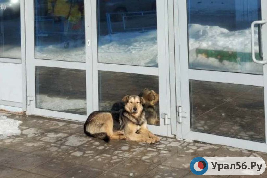 Бездомная собака в Оренбургской области, фото из архива